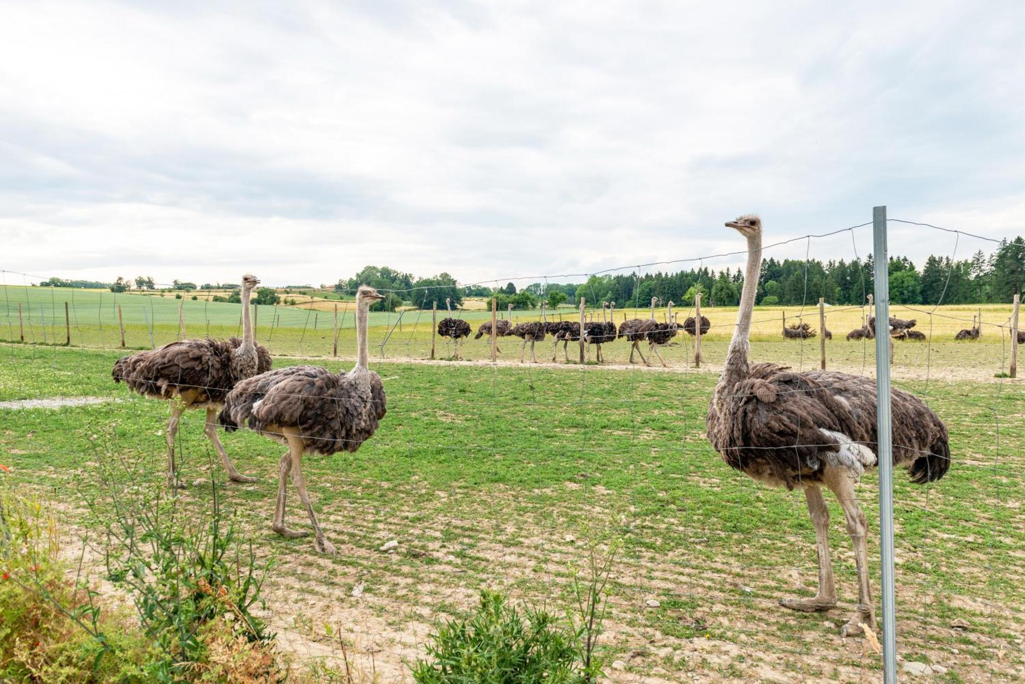 Beutenmuehle Straussenfarm Dach Owingen 외부 사진